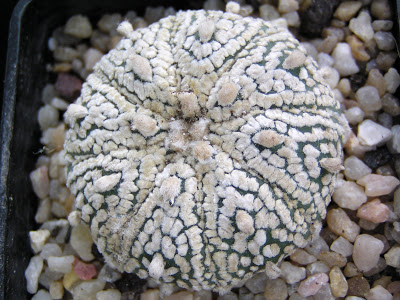 154.JPG