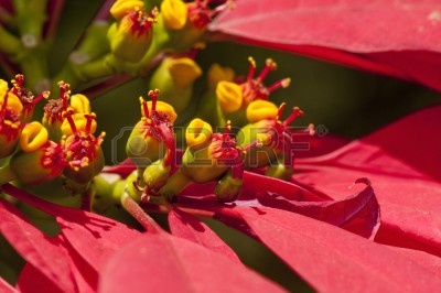 15477231-macro-de-flores-flor-de-pascua-que-a-menudo-se-asocian-con-la-navidad.jpg
