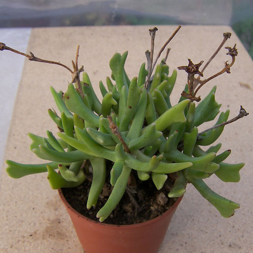 154775160_384a737842.jpg