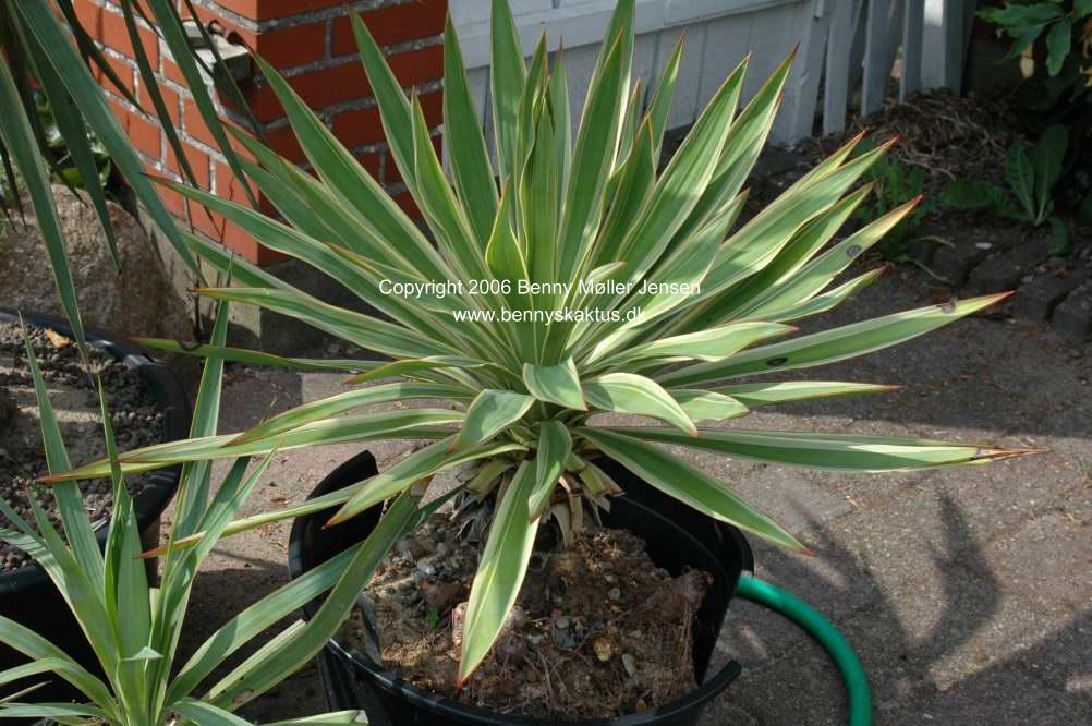 1580_Yucca-gloriosa_variegata_2006-07-23_0048.jpg