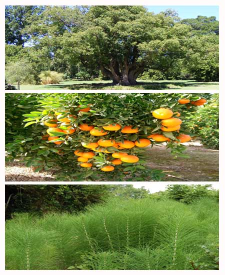 15_composicion_canela_cabello_toronja.jpg