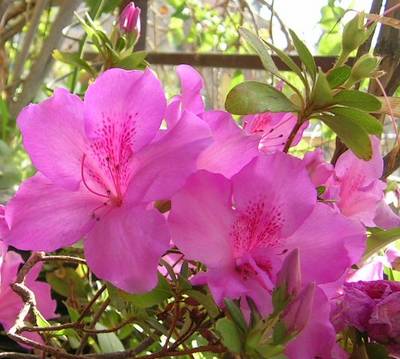 15_de_julio_007.jpg
