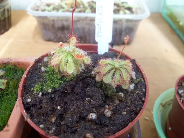 15desep2009047.jpg