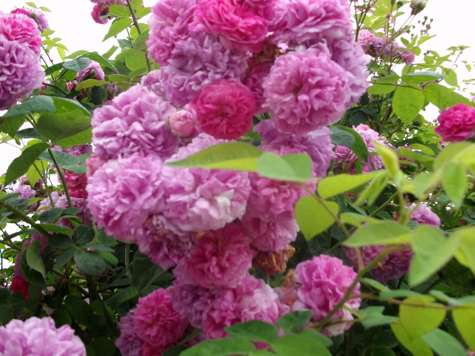 15f29p5.jpg