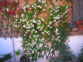 15junio+2010%252C+rychosporum+floracion..JPG