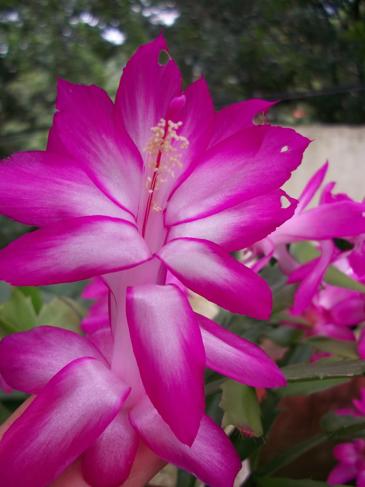 15mefjl.jpg