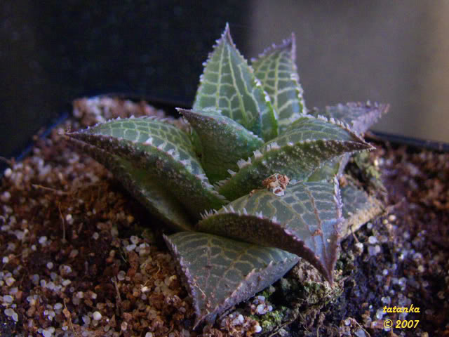 15P1000840.jpg