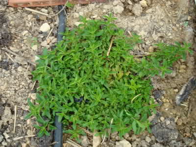 15s21i8.jpg