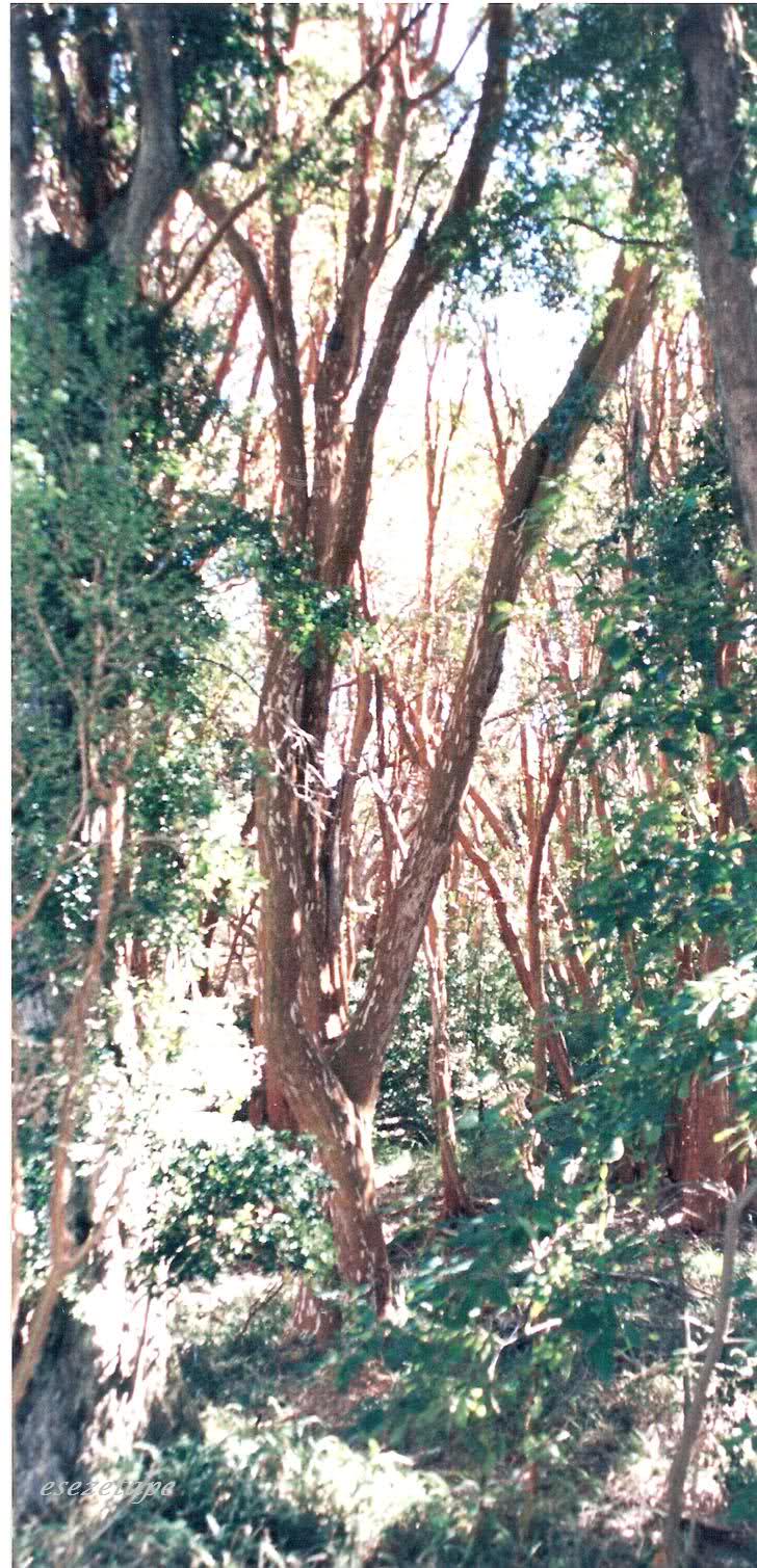 15x007m.jpg