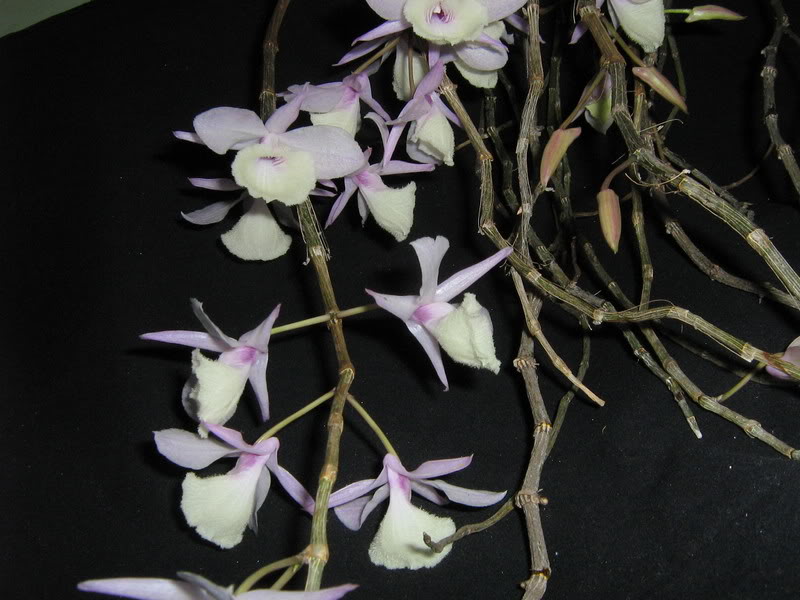 16-febrero-09007.jpg