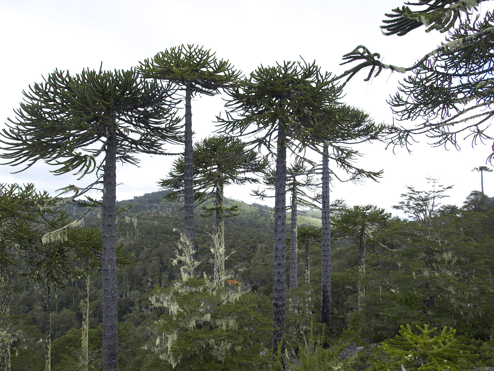 1600px-P.N.Nahuelbuta2.jpg