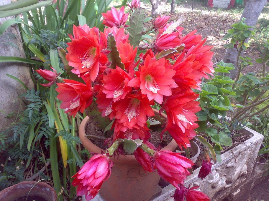 1605201211883.jpg