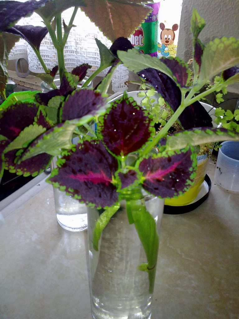 160620119981.jpg