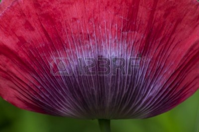 16121746-resumen-amapola-purple-y-pink-flor.jpg