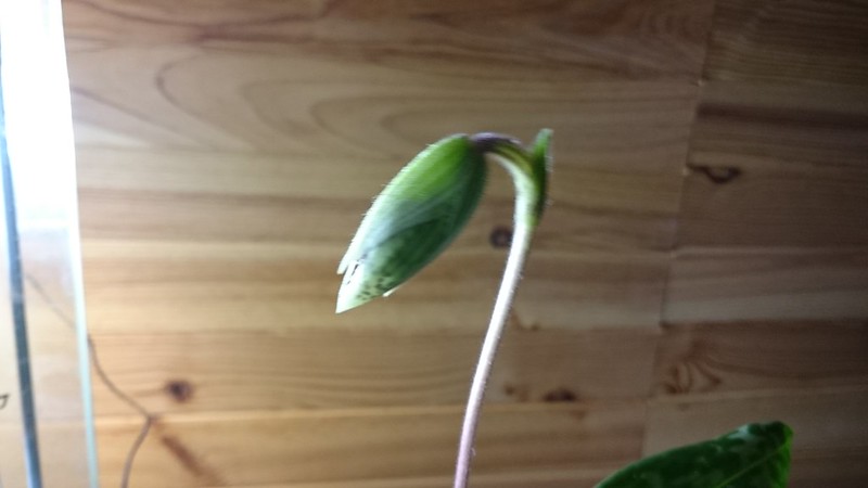 16148770995_df809cf0dc_c.jpg