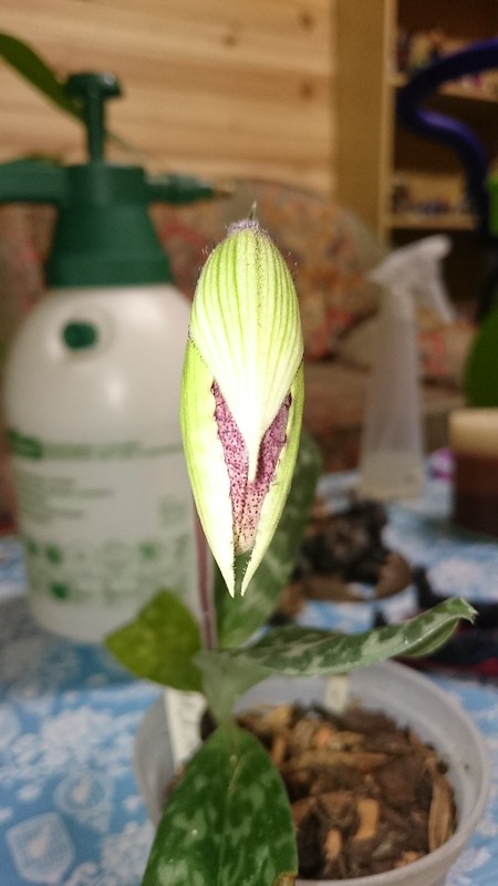 16178585965_c7f6ee44e6_c.jpg