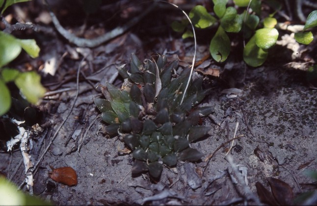 162a%2B-%2Bdavidii.jpg