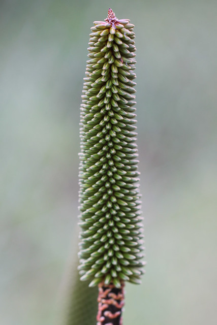 16354414450_86db958e36_z.jpg