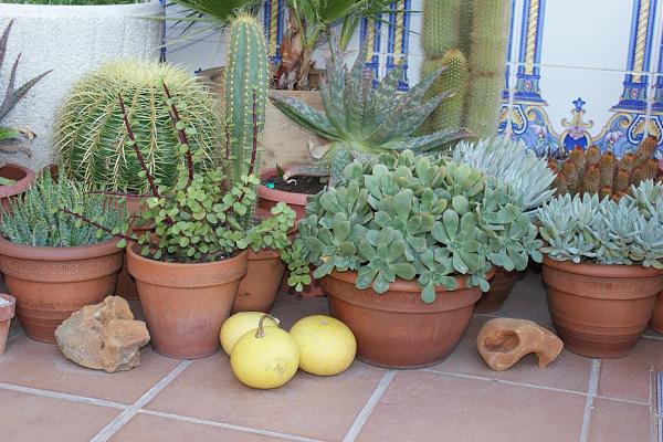 16437d1289754204t-la-terraza-de-marin_gatova-dsc01245.jpg