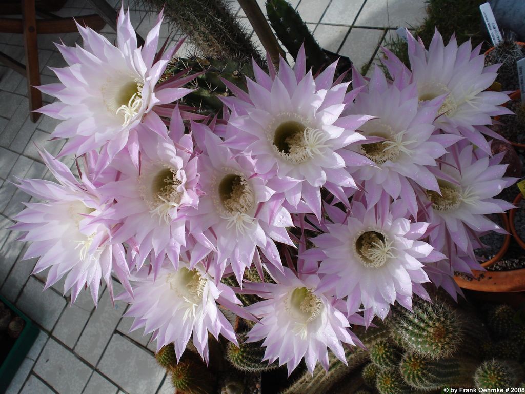164_Echinopsis_oxygona_0813_klein_1.jpg