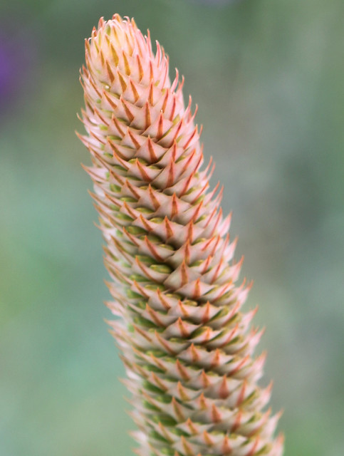 16541248905_6153d7a0d8_z.jpg