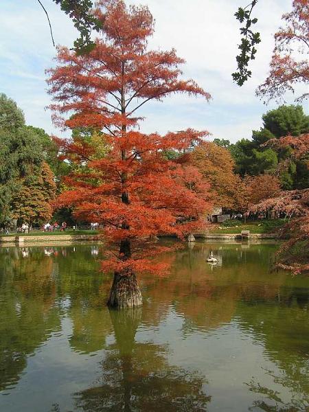 16595d1290345182t-con-temor-sin-experiencia-pero-con-gran-fe-en-vosotros-taxodium-distichum.jpg