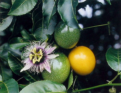16633d1290454427-passifloras-passifloraceas-en-general-passiflora-edulis-flavicarpa.jpg