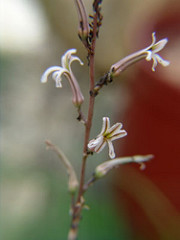 167791512_2774cfe399_m.jpg