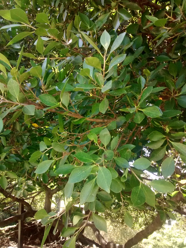 16780382036_20e1501706_b.jpg