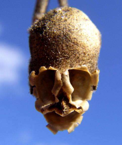 16807364136_ddf6dca0c2_o.png