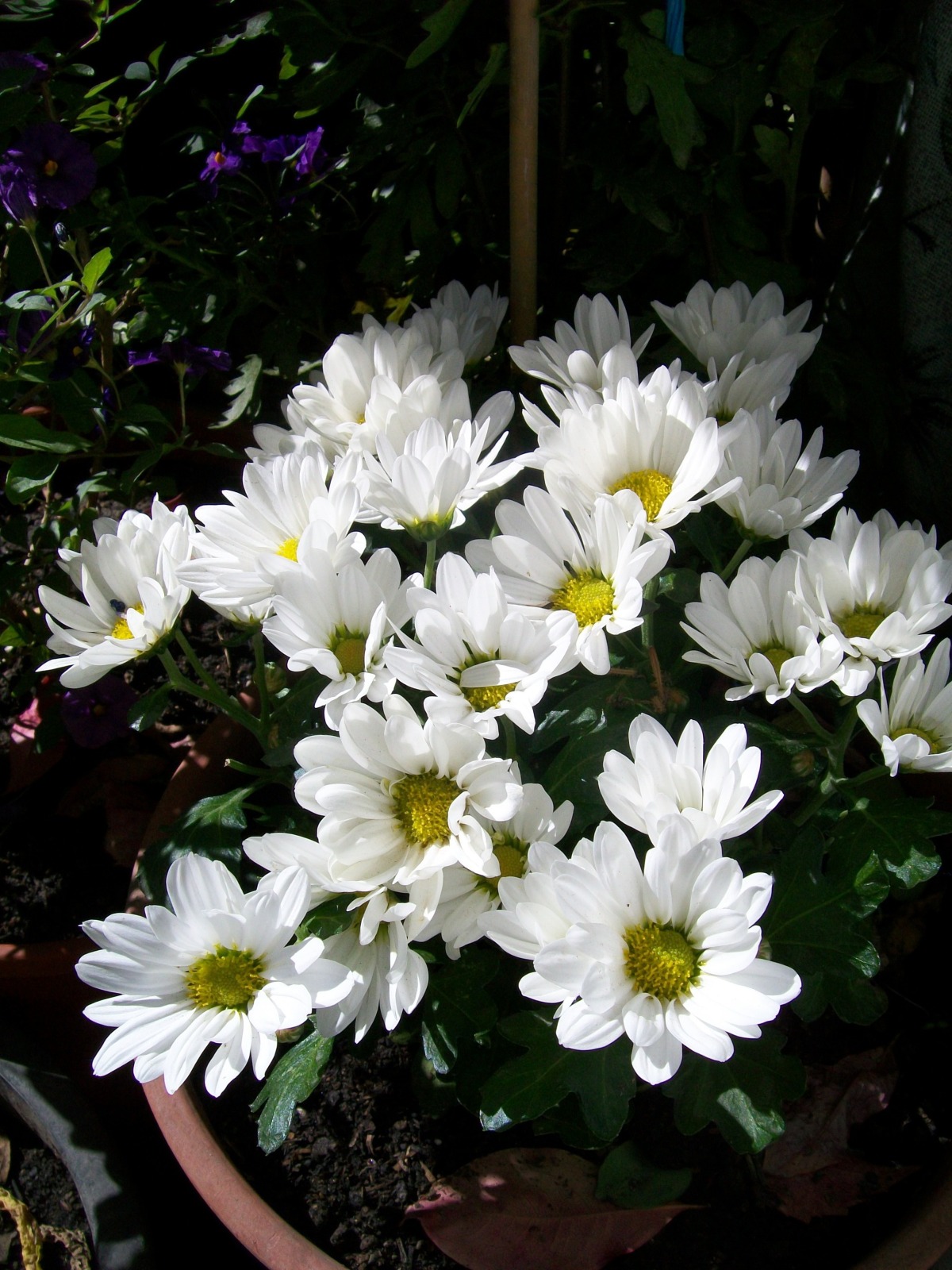 169136d.jpg