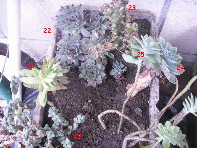 16_cactus.jpg