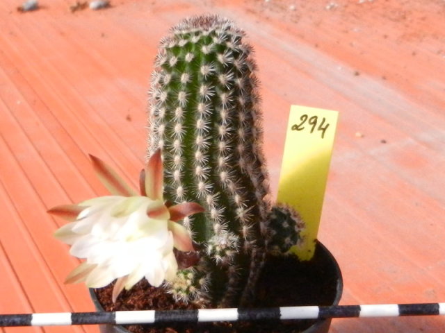 16axh08.jpg