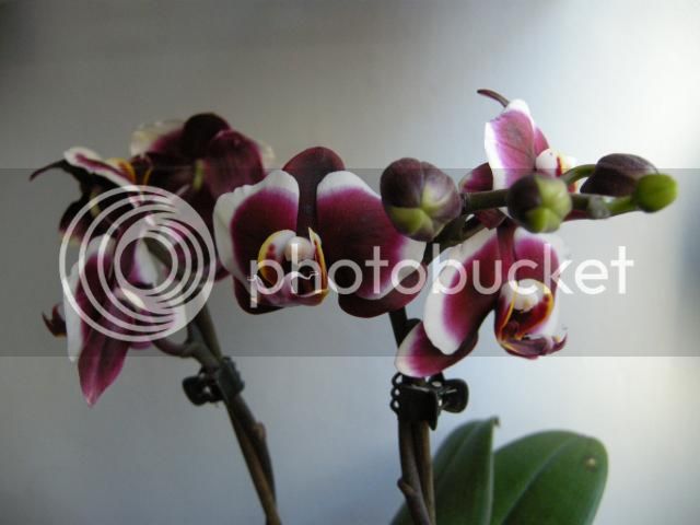 17-01-15001_zps29074858.jpg