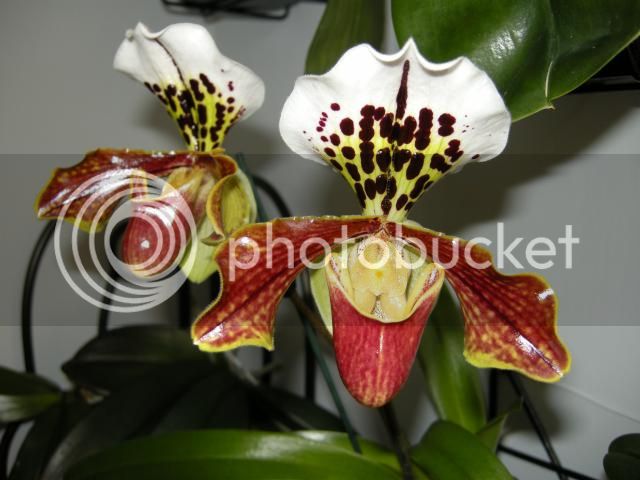 17-01-15006_zps9f168b9a.jpg
