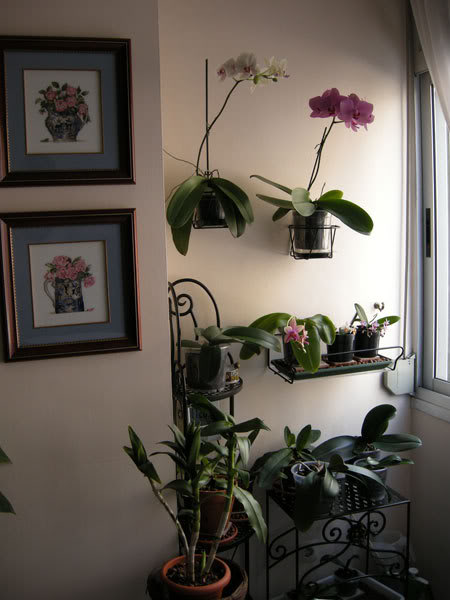 17-04-08-006jpg-Rincn-orqudeas.jpg