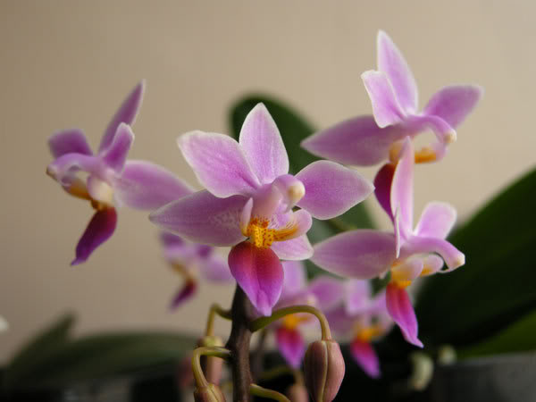17-04-08-012jpg-Phal-Equestris.jpg