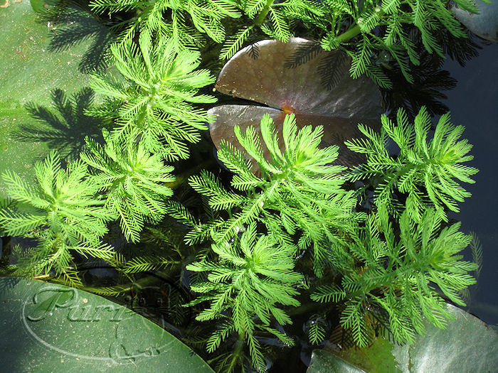 17+ABRIL+2011+pinito+de+agua+myriophyllum++%252845%2529.jpg