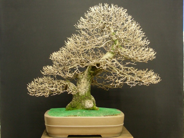 17-quercus-ilex-bonsai.JPG