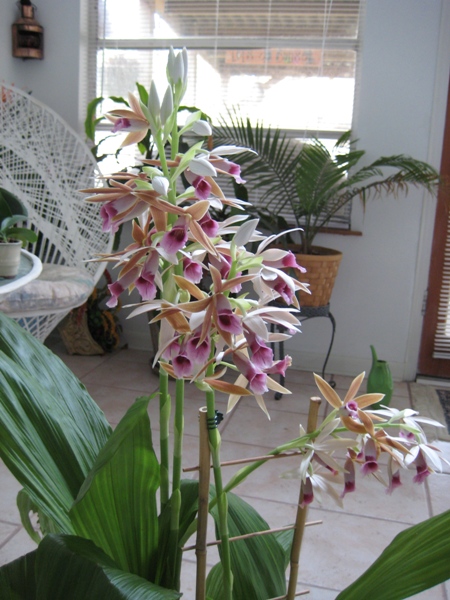 17007d1236622043-my-tankers-worth-phaius-tankervilliae-orchid-phaius-tankervilliae.jpg