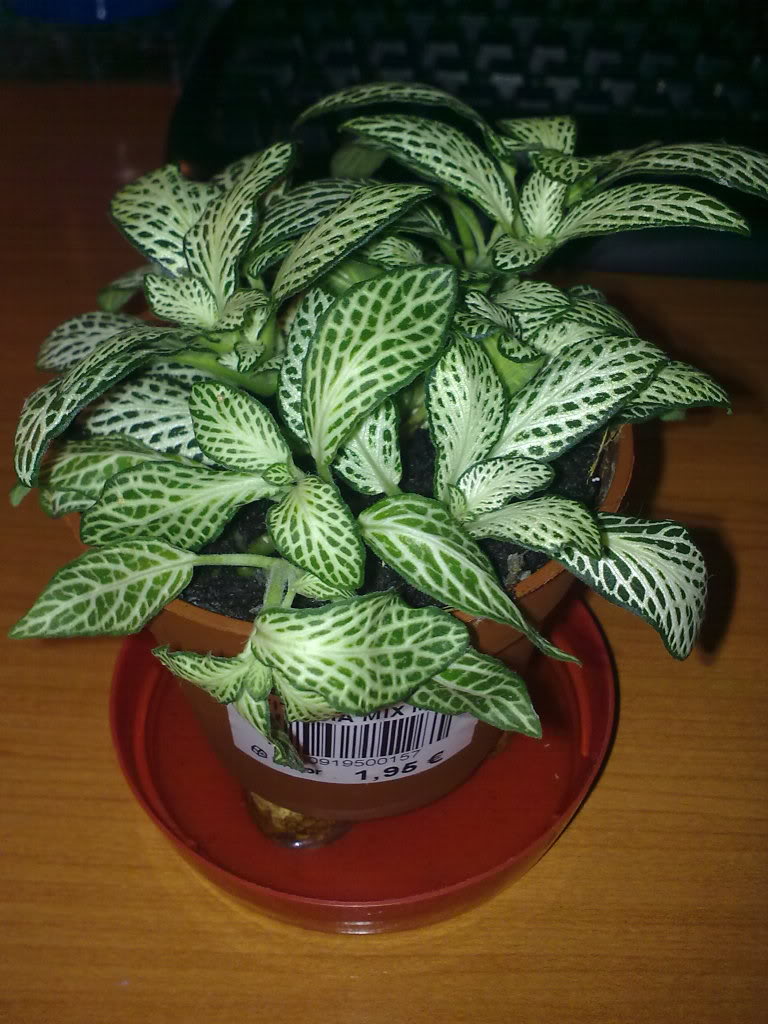 17032011213.jpg