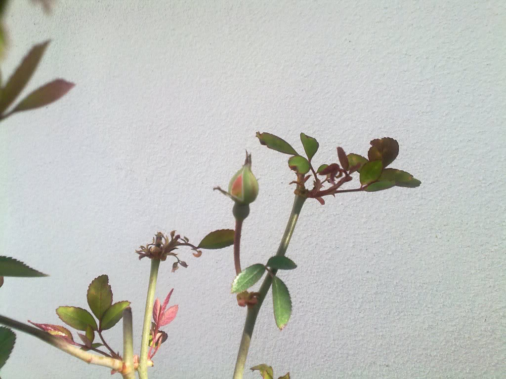 170320122666.jpg
