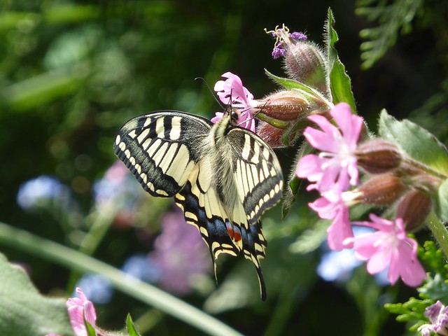 17164301762_9be02fd4f7_z.jpg