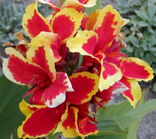 172_canna.jpg