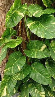 177px-Money_Plant_%28Epipremnum_aureum%29_4.jpg