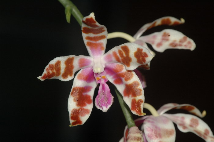 17816d1239712247-phalaenopsis-mariae-q.jpg