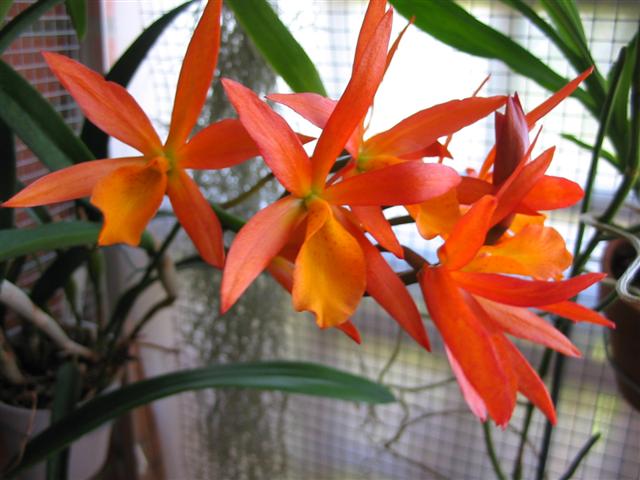 178_7877_Small_.JPG