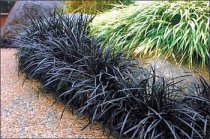 1792-ophiopogon-planiscapus-nigrescens.jpg