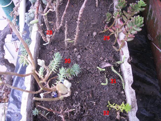 17_cactus.jpg
