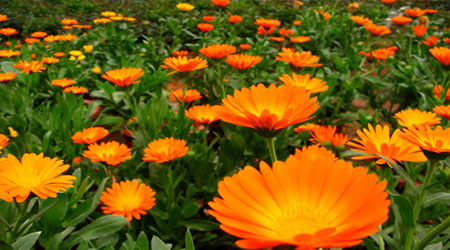 17_calendula.jpg